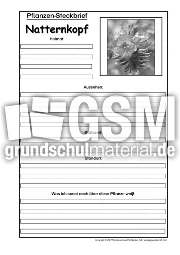 Pflanzensteckbrief-Natternkopf-SW.pdf